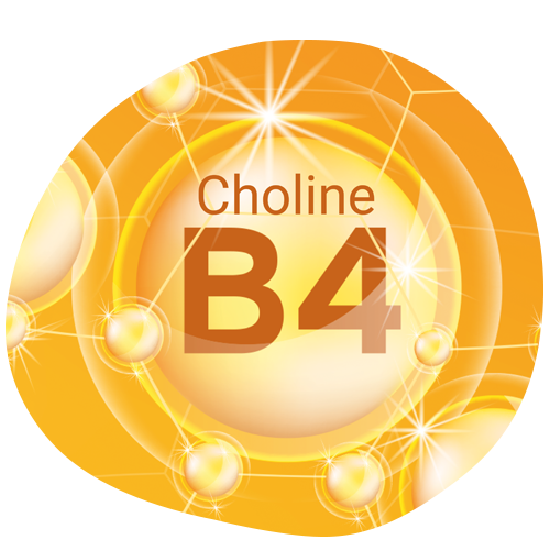 Biovancia - DTX CholineB4