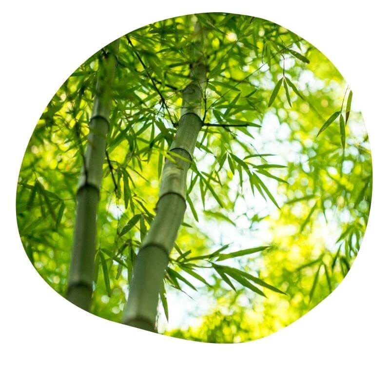 Biovancia - BOR Innoflex Actif Bambou